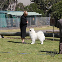 20120909 SamoyedClubShow (15 of 26)