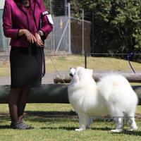 20120909 SamoyedClubShow (21 of 26) Cropped