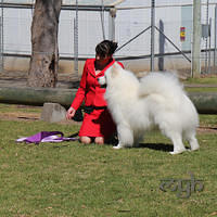 20120909 SamoyedClubShow (5 of 26)