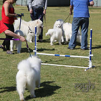 20120916 Samoyed Fun Day (15 of 53)