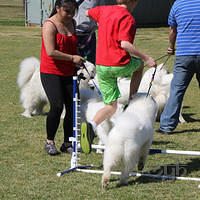 20120916 Samoyed Fun Day (18 of 53)