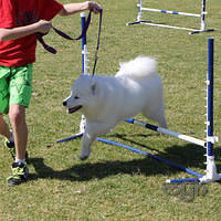 20120916 Samoyed Fun Day (3 of 53)