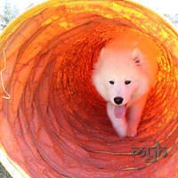 20120916 Samoyed Fun Day (46 of 53)