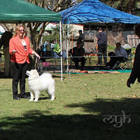 20120922 Dog Show - Nowra (3 of 7)