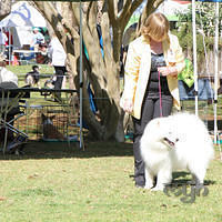 20120922 Dog Show - Nowra (5 of 7)