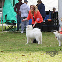 20120922 Dog Show - Nowra (6 of 7)
