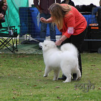 20120922 Dog Show - Nowra (7 of 7)