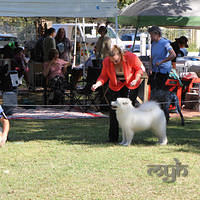  20120923 Ali Nowra Dog Show [Sun] (12 of 21)