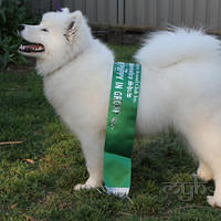  20120923 Ali Nowra Dog Show [Sun] (16 of 21)