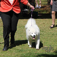  20120923 Ali Nowra Dog Show [Sun] (2 of 21)