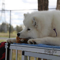 20121014 Dog Show-SpitzBreeds (13 of 17)