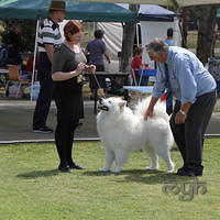 20121014 Dog Show-SpitzBreeds (15 of 17)