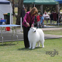 20121014 Dog Show-SpitzBreeds (17 of 17)