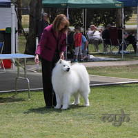 20121014 Dog Show-SpitzBreeds (18 of 17)