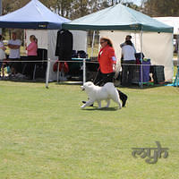 20121014 Dog Show-SpitzBreeds (19 of 17)