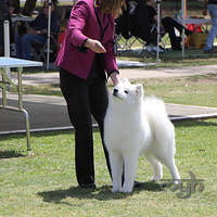 20121014 Dog Show-SpitzBreeds (22 of 17)