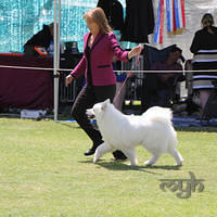20121014 Dog Show-SpitzBreeds (23 of 17)
