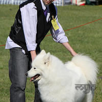 20121021 DogShow-SouthernHighlands (14 of 15)-Edit