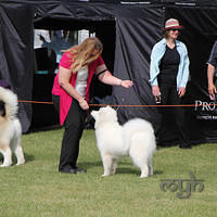 20121021 DogShow-SouthernHighlands (15 of 15)