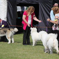 20121021 DogShow-SouthernHighlands (16 of 15)