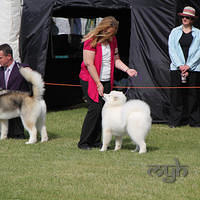 20121021 DogShow-SouthernHighlands (17 of 15)