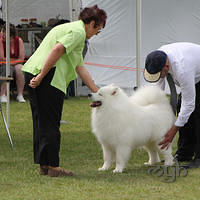 20121021 DogShow-SouthernHighlands (18 of 15)