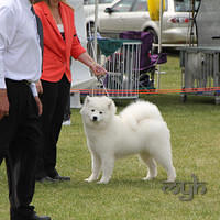 20121021 DogShow-SouthernHighlands (24 of 15)