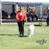 20121027 Dog Show BlaxlandGlenbrook (11 of 28)