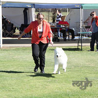 20121027 Dog Show BlaxlandGlenbrook (12 of 28)