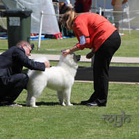 20121027 Dog Show BlaxlandGlenbrook (16 of 28)