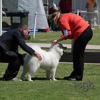 20121027 Dog Show BlaxlandGlenbrook (17 of 28)