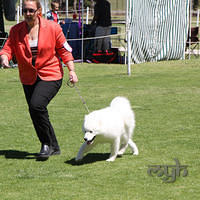20121027 Dog Show BlaxlandGlenbrook (18 of 28)