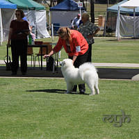 20121027 Dog Show BlaxlandGlenbrook (20 of 28)