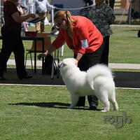 20121027 Dog Show BlaxlandGlenbrook (21 of 28)