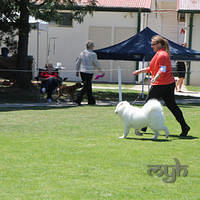 20121027 Dog Show BlaxlandGlenbrook (22 of 28)
