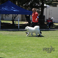 20121027 Dog Show BlaxlandGlenbrook (24 of 28)