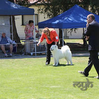 20121027 Dog Show BlaxlandGlenbrook (25 of 28)