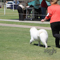 20121027 Dog Show BlaxlandGlenbrook (30 of 28)