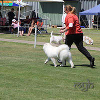 20121027 Dog Show BlaxlandGlenbrook (31 of 28)