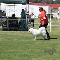 20121027 Dog Show BlaxlandGlenbrook (32 of 28)