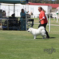 20121027 Dog Show BlaxlandGlenbrook (32 of 28)