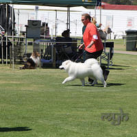 20121027 Dog Show BlaxlandGlenbrook (33 of 28)