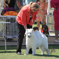 20121027 Dog Show BlaxlandGlenbrook (35 of 28)