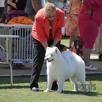 20121027 Dog Show BlaxlandGlenbrook (36 of 28)