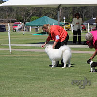 20121027 Dog Show BlaxlandGlenbrook (37 of 28)
