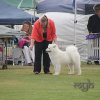 20121103 Dog Show Liverpool (48 of 57)