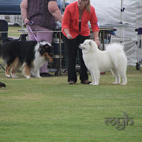 20121103 Dog Show Liverpool (49 of 57)