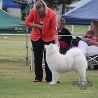 20121103 Dog Show Liverpool (55 of 57)