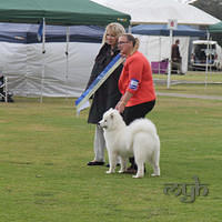 20121103 Dog Show Liverpool (56 of 57)
