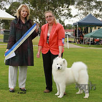 20121103 Dog Show Liverpool (58 of 58)